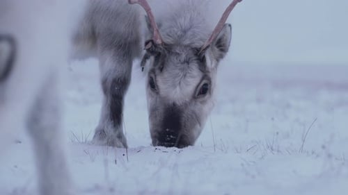 Reindeer cow and calf feeding in fresh snow. Svalbard Reindeer species. Focuspull from calf to the m