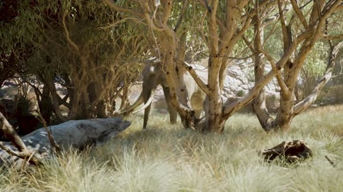 Wild Elephant Walking Through Sunlit Forest & Wildlife Nature Scene tracking camera shot