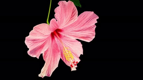 Pink Hibiscus Opens Big Flower in Time Lapse on a Green Variegated Leaves. Blooming Red Plant