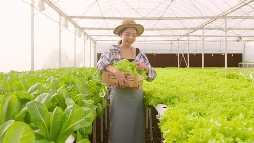 Young female farmer working in hydroponic greenhouse farm