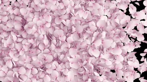 Cherry Blossom Transition on Alpha Channel 4K.