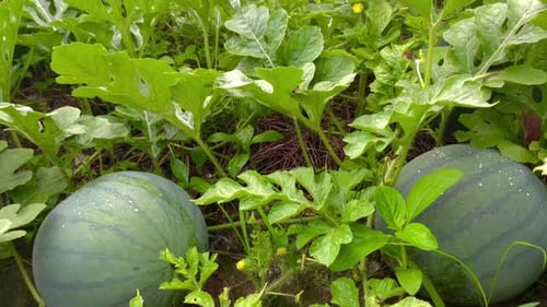 fresh young watermelon fruit on the farm