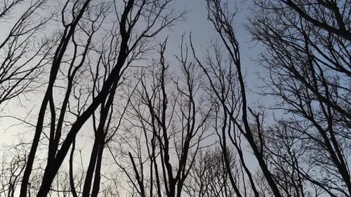 Looking up in blue sky forest with tall trees in winter, vertical wide shot tilt up.