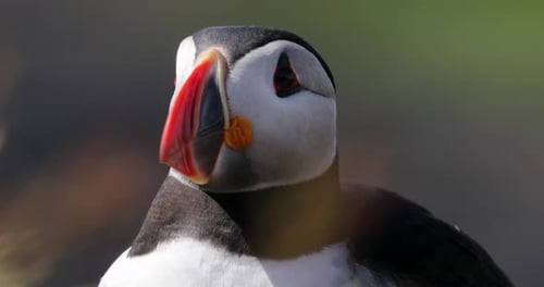 puffin headshot showing colourful bill and turning head, Treshnish Islands, Scotland, close-up