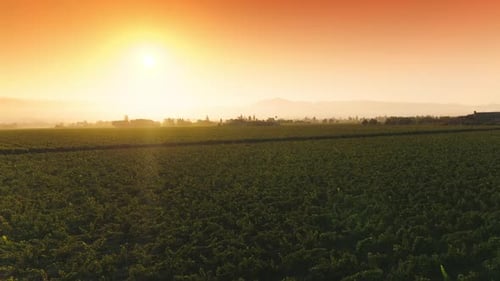 Vast vineyard field in the countryside territory. Amazing sky over the green vine valley.