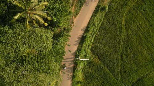 Aerial of Couple Ride on Motorbike in Rice Field Plantation Drone Shot of Man Woman Driving