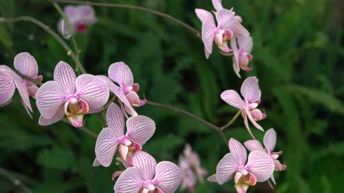 Close Up Orchid Branch with Blossoming Purple Flowers on Green Background