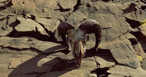 Unique Ram Skull Found on Rocky Terrain at Sunset