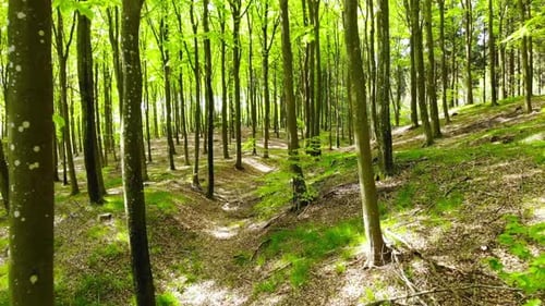 Bäume, Wald oder grüne Wälder mit ländlichem Wachstum in malerischer Landschaft