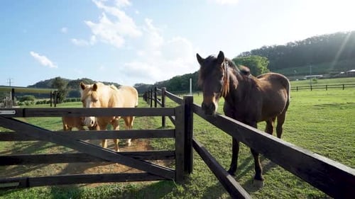 Horse Family On Farm At The Paddock Fence