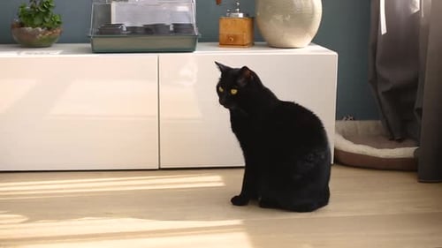 Black Cat Sits and Yawns in Sunny Room