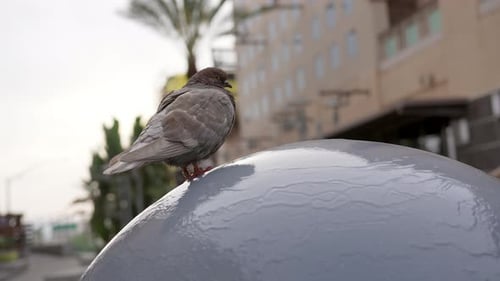 Low angle view of a common rock pigeon perched on a water feature in the city - slow motion