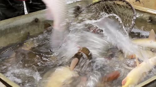 Fischer sortieren Fische, die gerade mit Menschen im Meer gefangen wurden — Stock-Bildmaterial Stockvideos