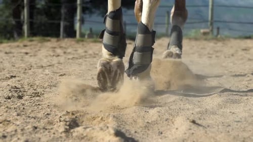 Close up shot of a horse's legs trotting on sand