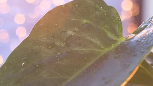 Green Leaf with Water Droplets Macro Shot
