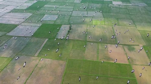 Vue aérienne des rizières et du bétail, Bangladesh.
