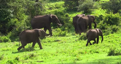 Gruppe von Elefanten, die in der afrikanischen Savanne inmitten der wilden Natur spazieren gehen. Konzept von: Tiere