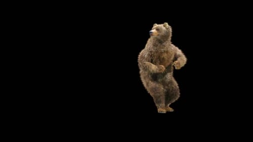 47 Salsa Dancing Bear HD