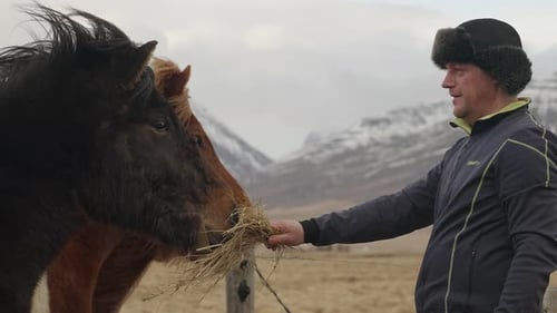 Man Feeding Hay to Horses in Rural Setting