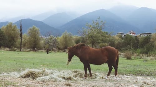 Un grupo de caballos come hierba en un pasto en las montañas