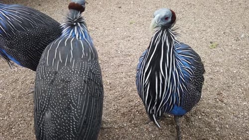 Vulture Guinea Fowl Stock Footage