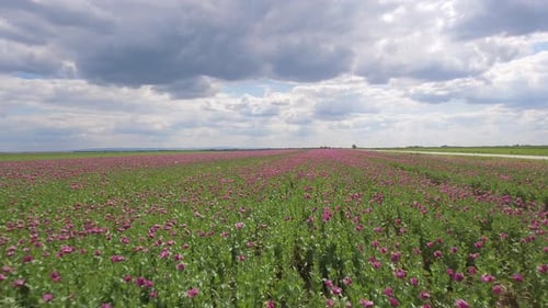 Flying Backwards Above Purple Poppy Field