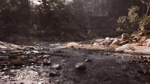 Un lit de rivière serein à Madagascar présente des pierres lisses et une végétation luxuriante