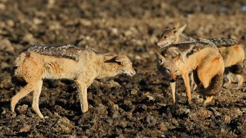 Pair Of Black Backed Jackals, Kalahari Desert