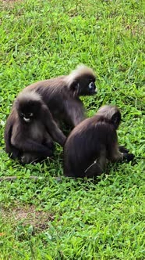 Découvrez des gibbons ludiques dans les prairies luxuriantes de la nature sauvage et sereine de la Thaïlande