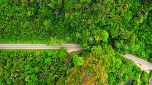 Trees tunnel road and limestone hills