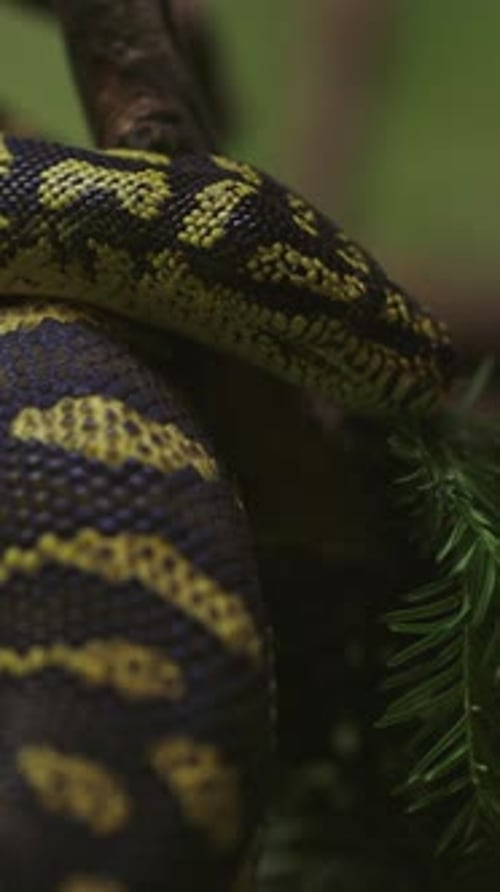 Le regard d'un serpent Un serpent curieux posé sur une branche