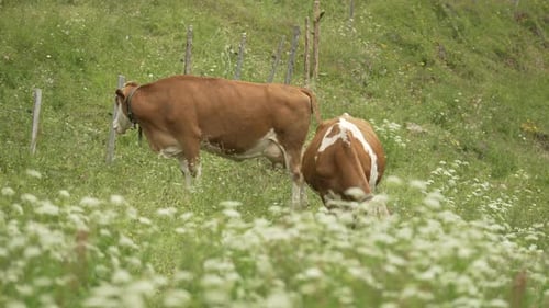 Cows Grazing in a Green Meadow