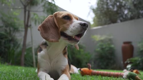 Young beagle dogs panting in garden of suburban home low angle