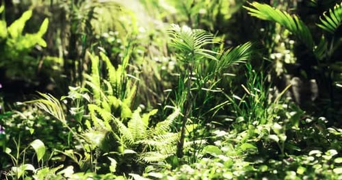 Lush Green Foliage Thriving in a Vibrant Tropical Forest Ecosystem