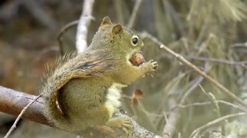 Cute Squirrel Eating Nut on a Branch