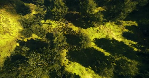 Lush Green Forest Floor with Patterns of Light and Shadow During Midday
