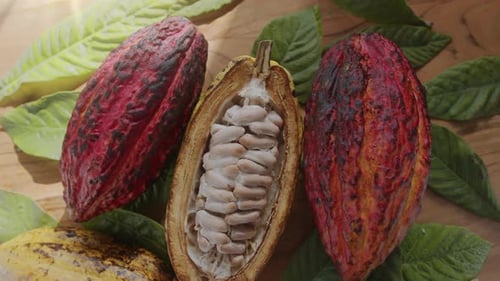 Fruta de cacau fresca com feijão e folhas de cacau em uma mesa de madeira.