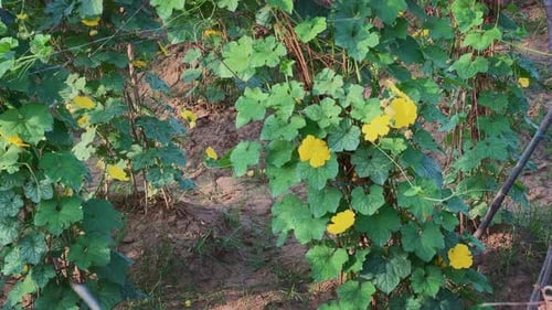 Plantes de courge spongieuse en phase de floraison à la ferme