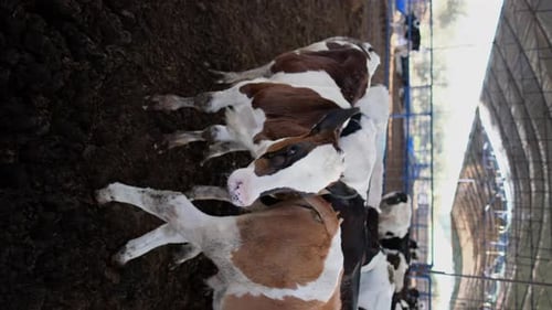Calves Resting in Barn on Dairy Farm