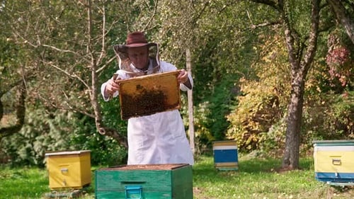 Bienenwaben, Imker und Bäume