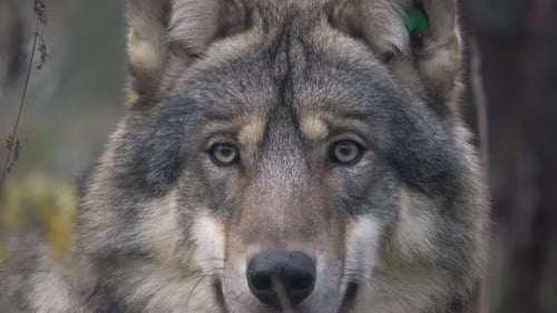 Intense Gray Wolf Stares Directly at Camera