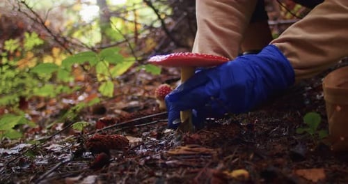 Person in Blue Gloves Carefully Harvesting a Red Fly Agaric Mushroom in the Forest Mycology and Safe