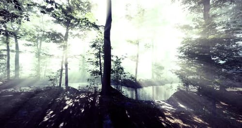 La lumière brumeuse du matin filtre à travers les arbres au bord d'un ruisseau forestier tranquille