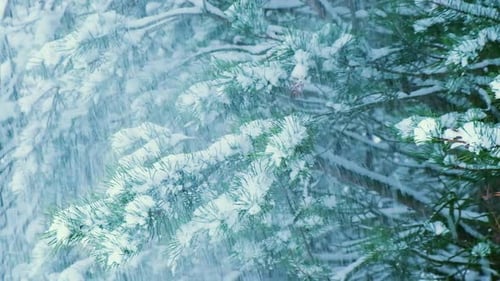 Snow Covered Pine Tree Branches in Winter
