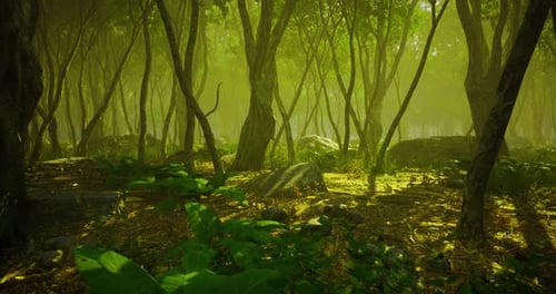 Enchanted Forest Bathed in Golden Light Surrounded By Lush Greenery