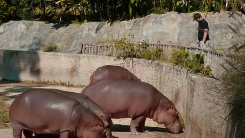 Traveler Feeds Hippo at Wildlife Park