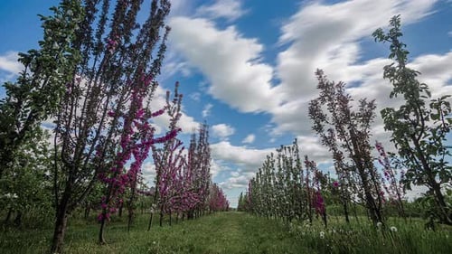 Low angle shot of rows of apple trees in full blossom during spring time in an apple orchard bloomin
