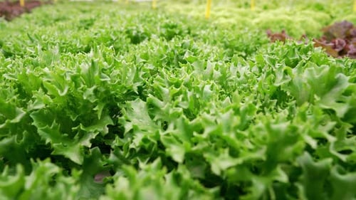 Hydroponic Farm with Rows of Fresh Green Lettuce Growing in Greenhouse Agriculture Farming Organic