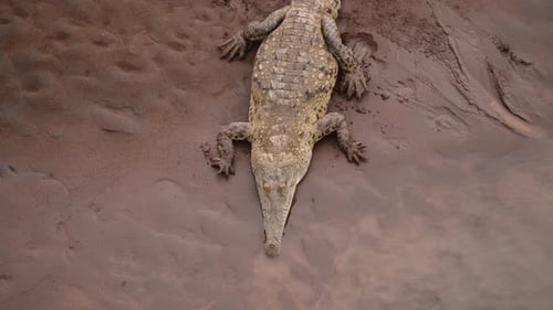 High Angle View of American Crocodile Laying on Wet Sand on River Bank