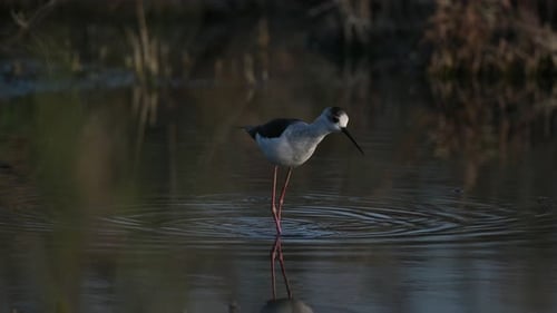 Migratory bird Black-necked stilt wandering in the marsh pond for food